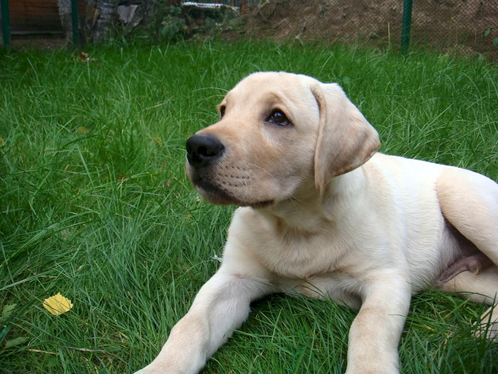 Labrador Retriever