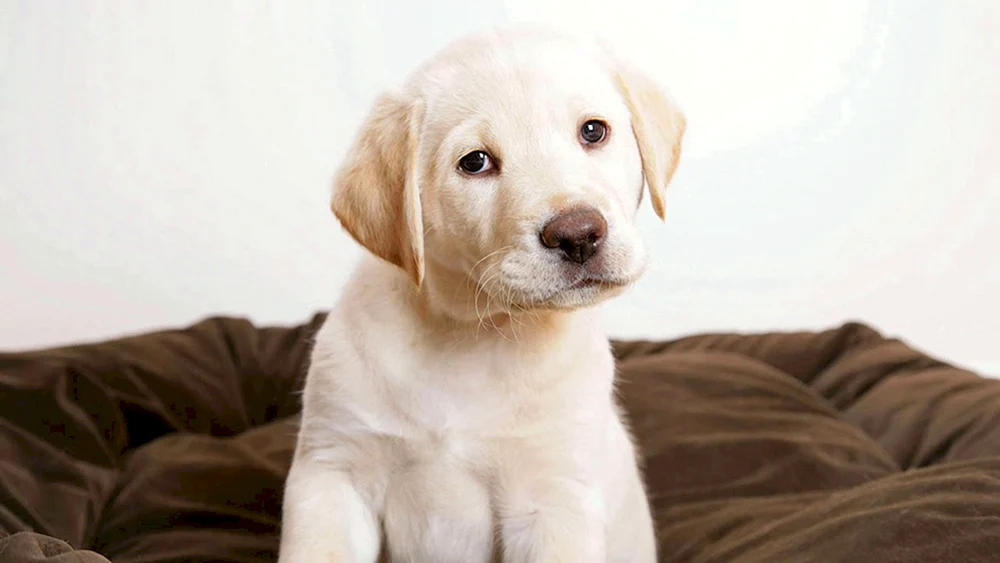 Labrador Retriever Retriever Zwinger