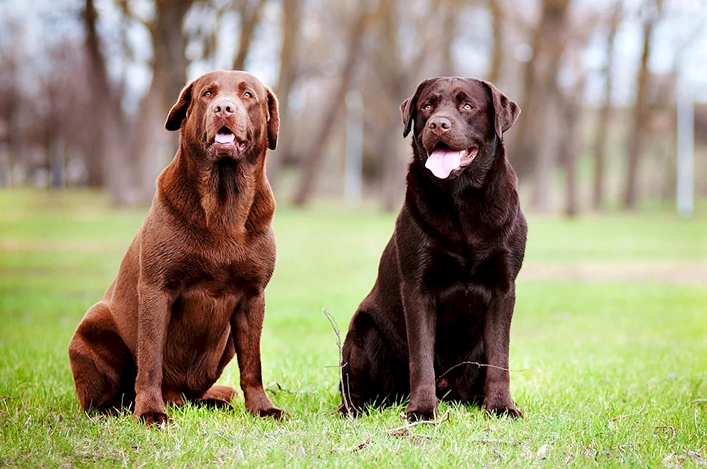 Labrador Retriever