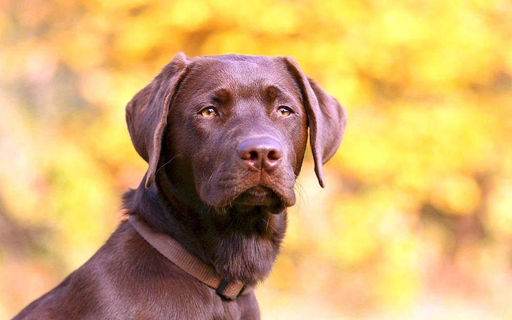 Labrador Retriever Schokolade