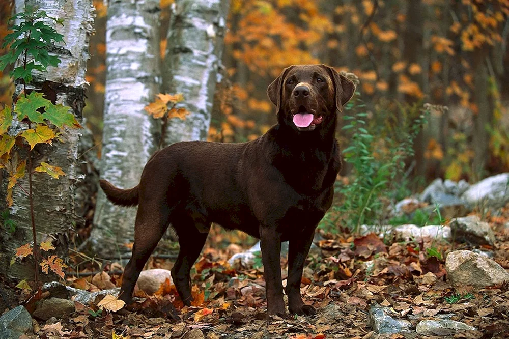 Labrador retriever chocolate
