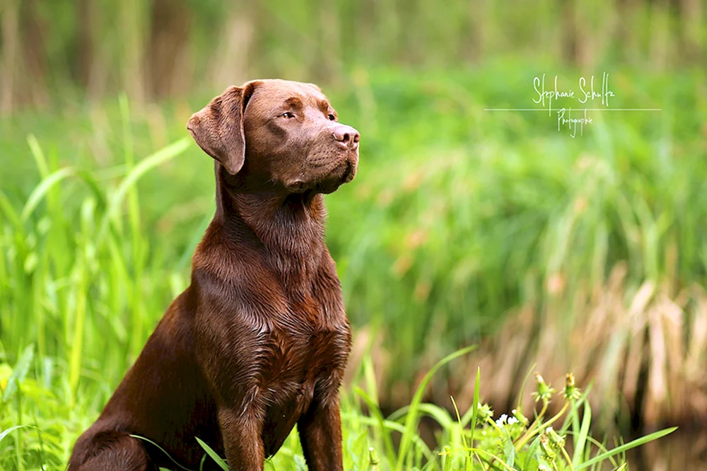 Labrador Retriever braun
