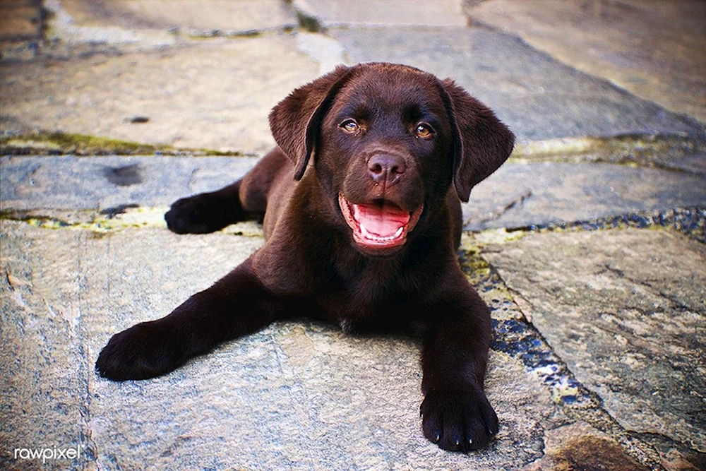 Labrador Retriever schoko