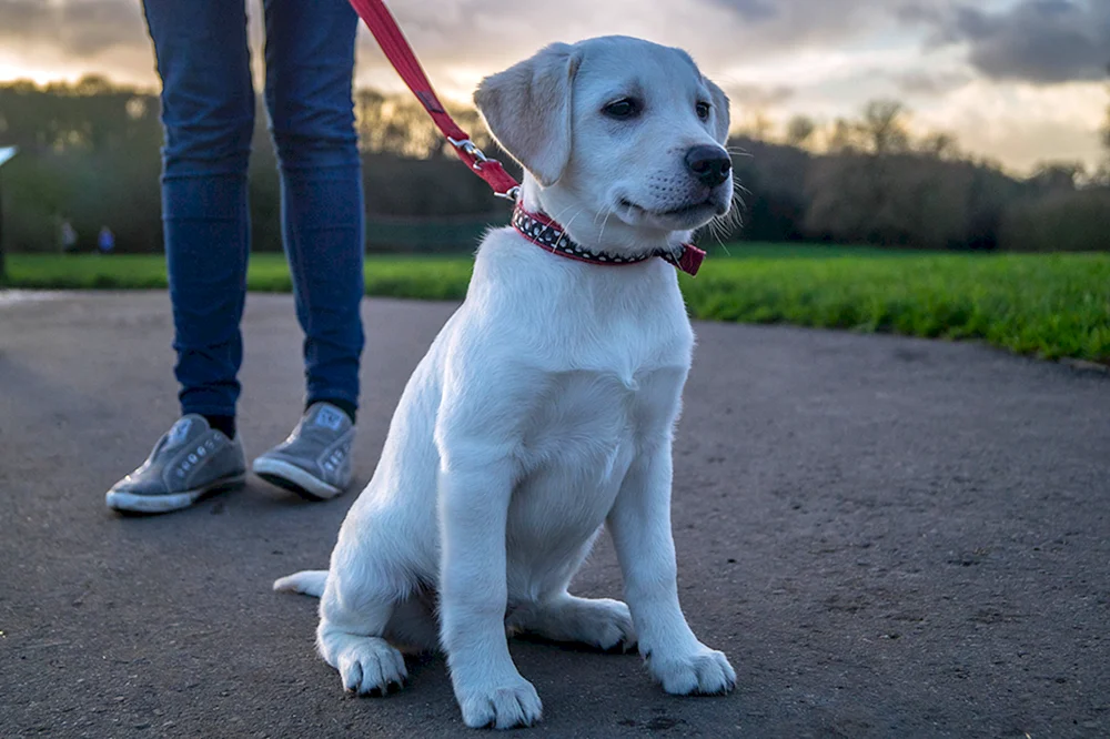 Labrador Retriever