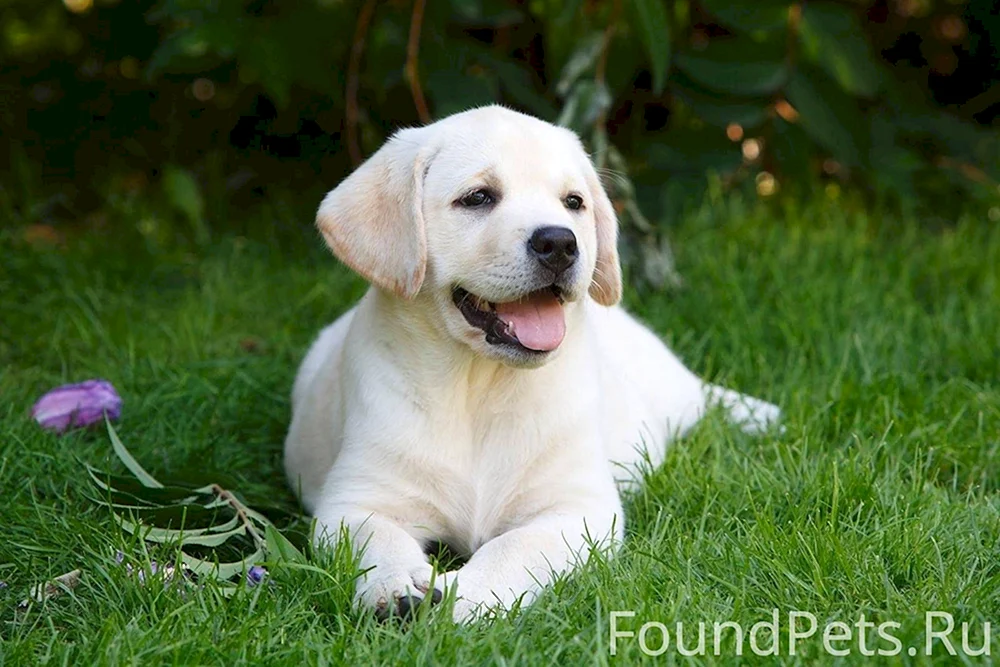 Zwerg-Labrador Retriever