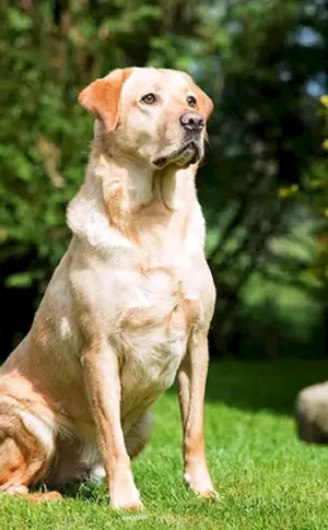 Labrador Retriever