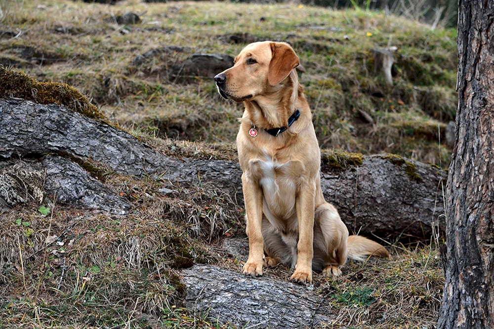 Labrador Retriever