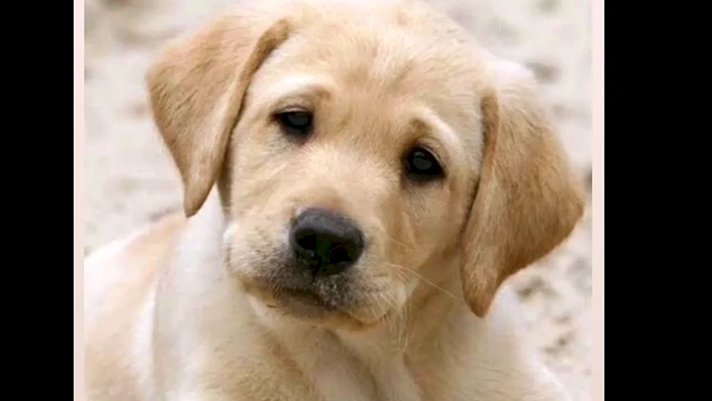 Labrador Retriever
