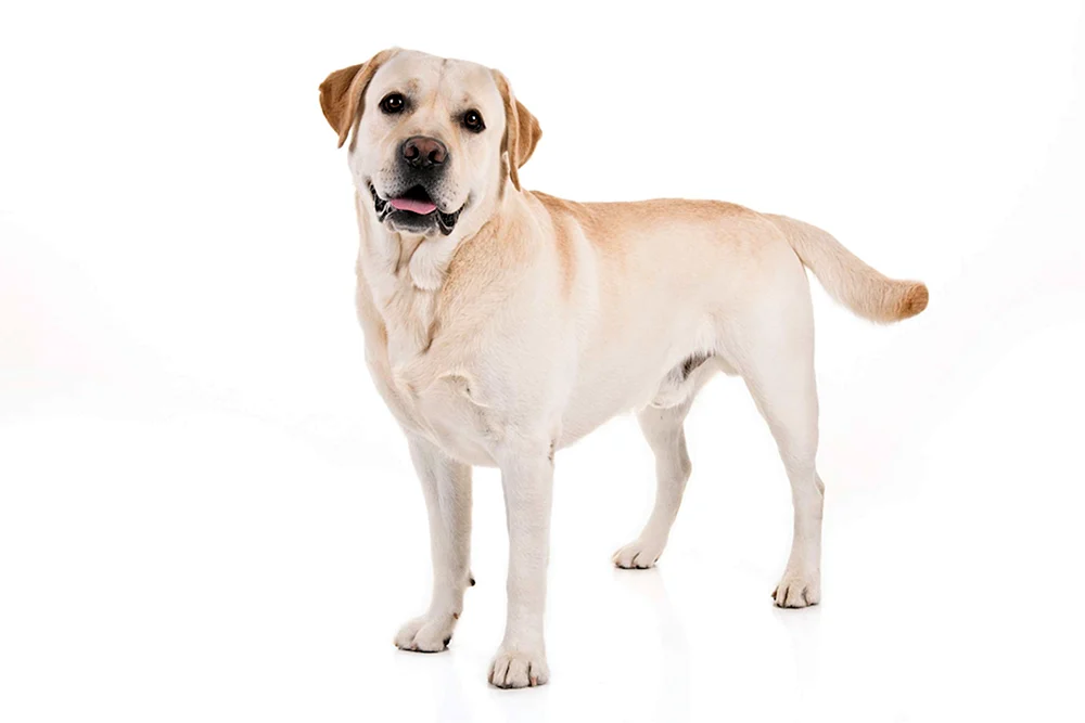 Labrador Retriever