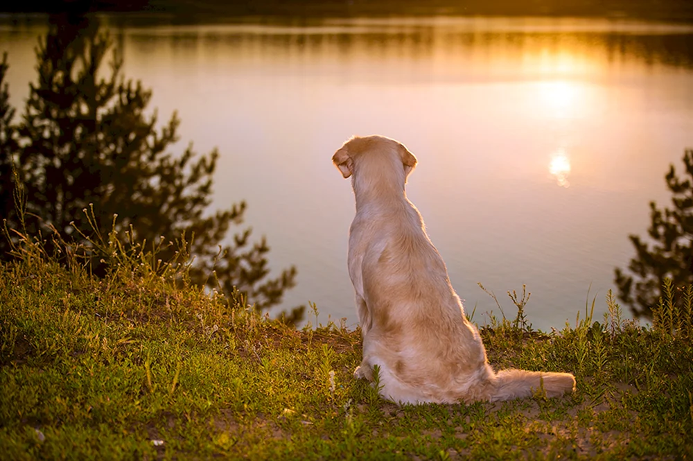 Labrador Retriever