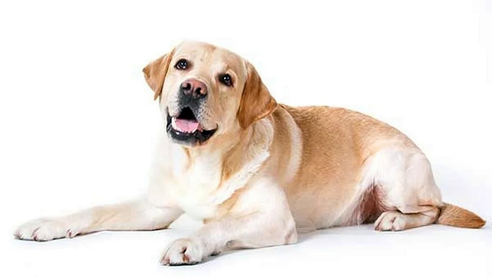 Labrador Retriever