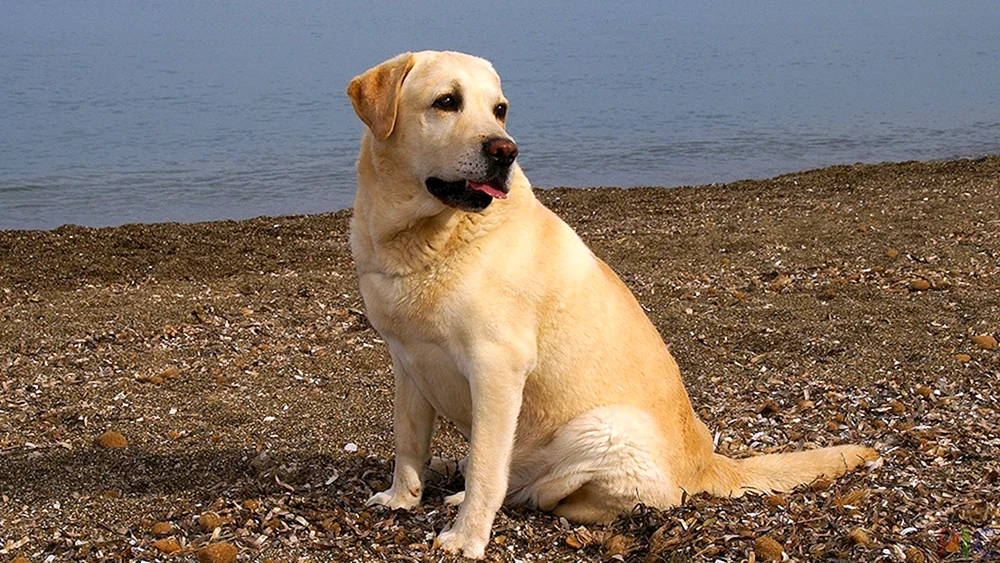 Labrador Retriever