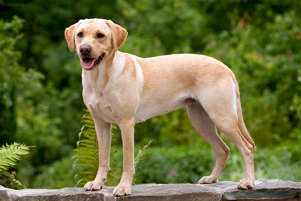 Schweizerischer Großer Zennenhund