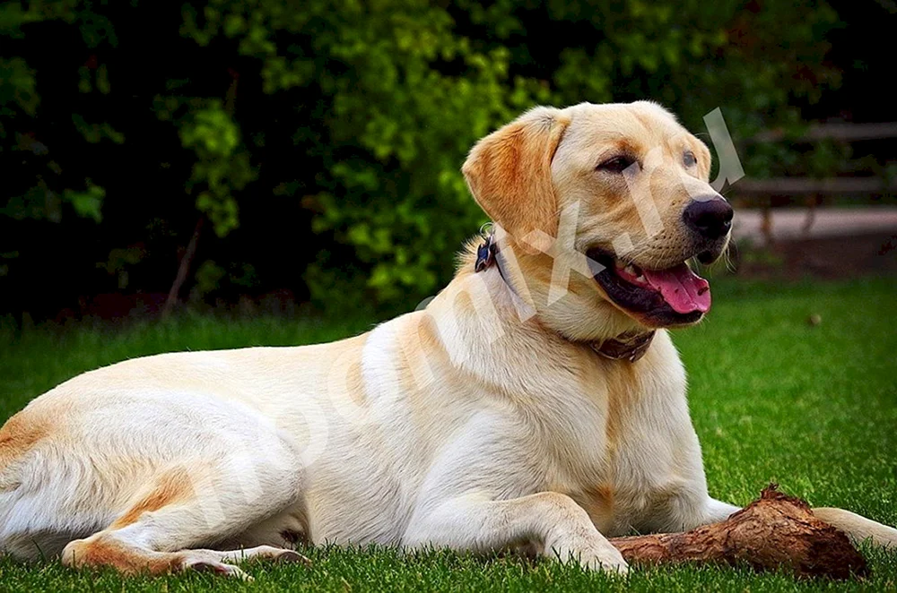 Labrador Retriever