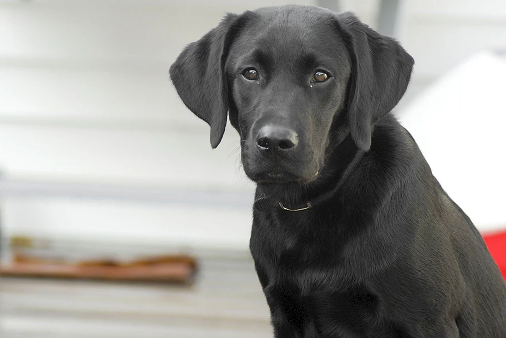 Labrador Retriever