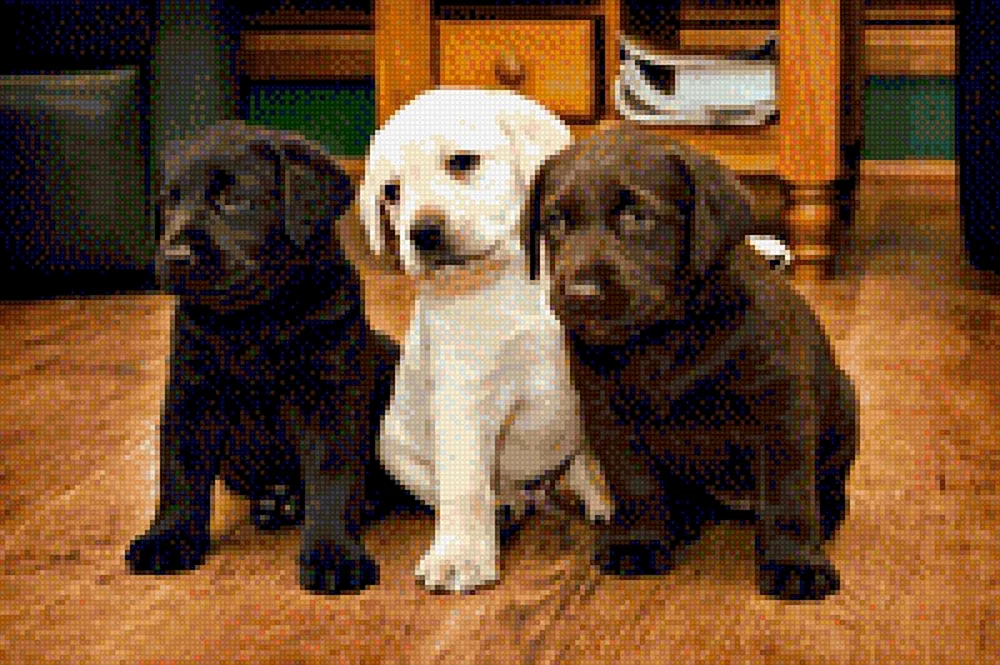 Labrador Retriever