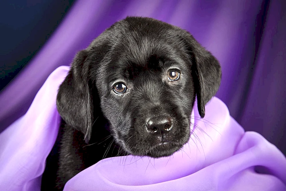 Labrador Retriever