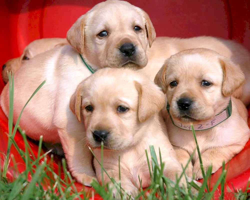 Labrador Retriever Welpe 1 Monat alt