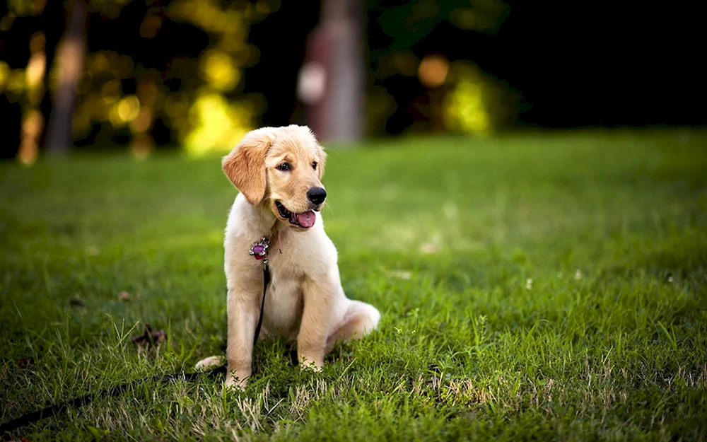 Hunde für Tierhotels