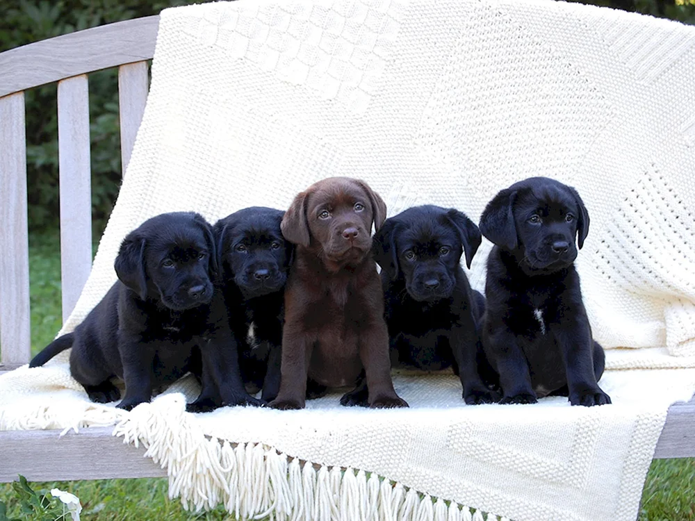 Labrador Retriever