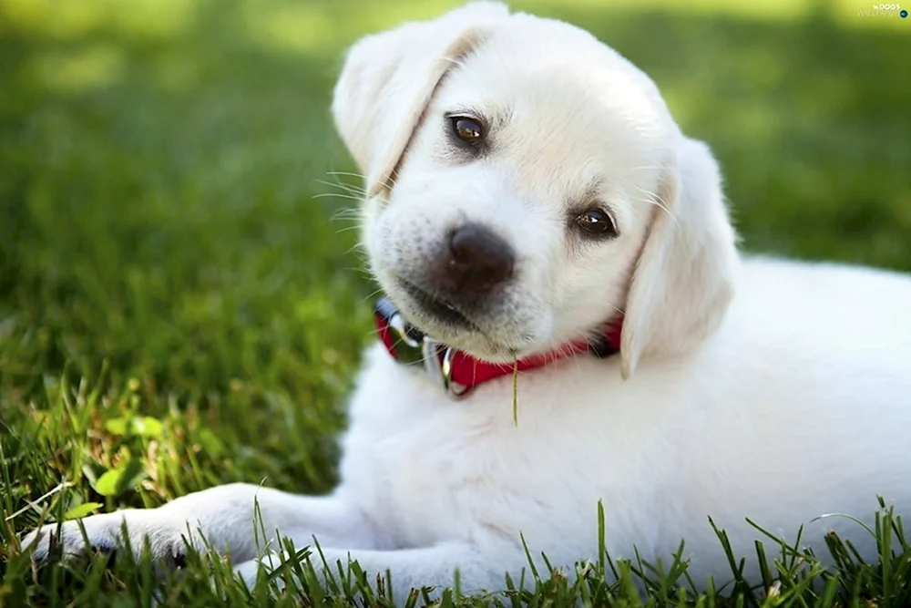 Labrador Retriever
