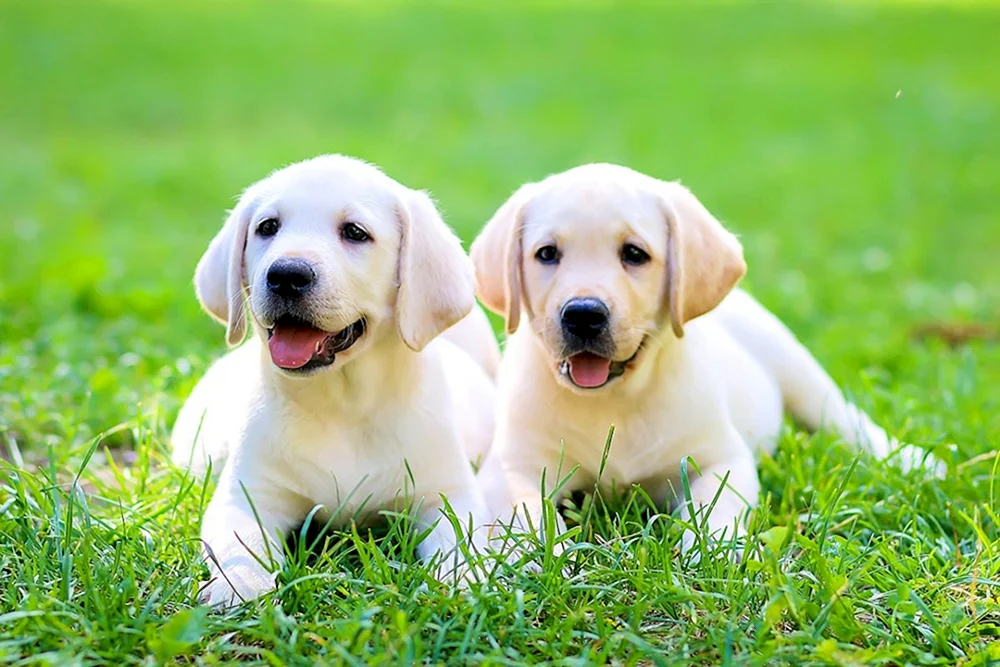 Labrador Retriever
