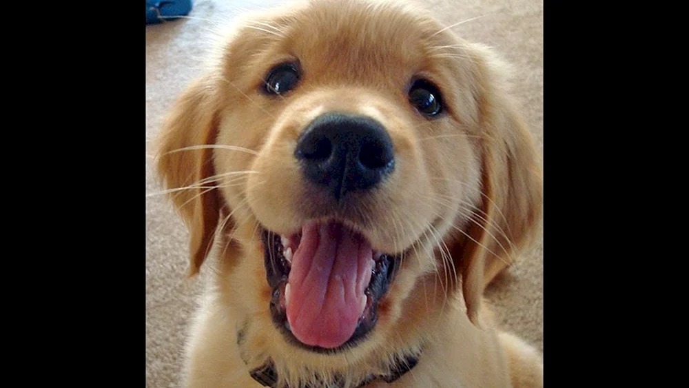 Goldener Retriever