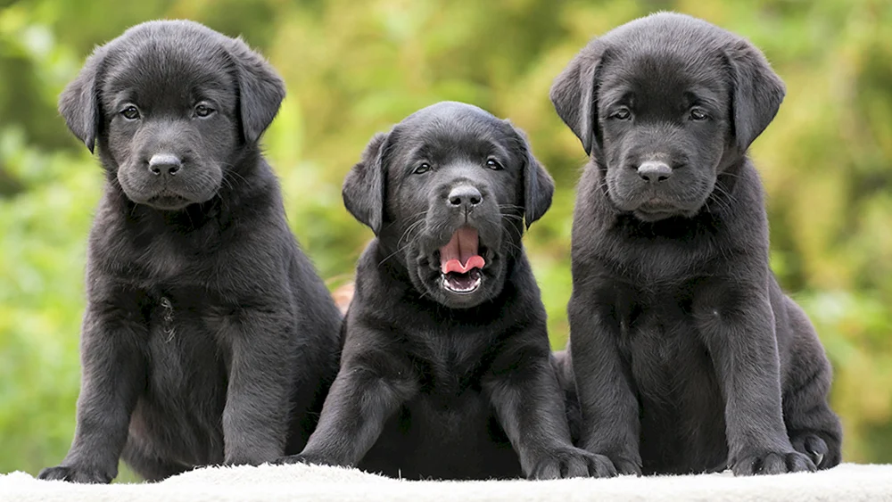 Labrador Retriever Blass