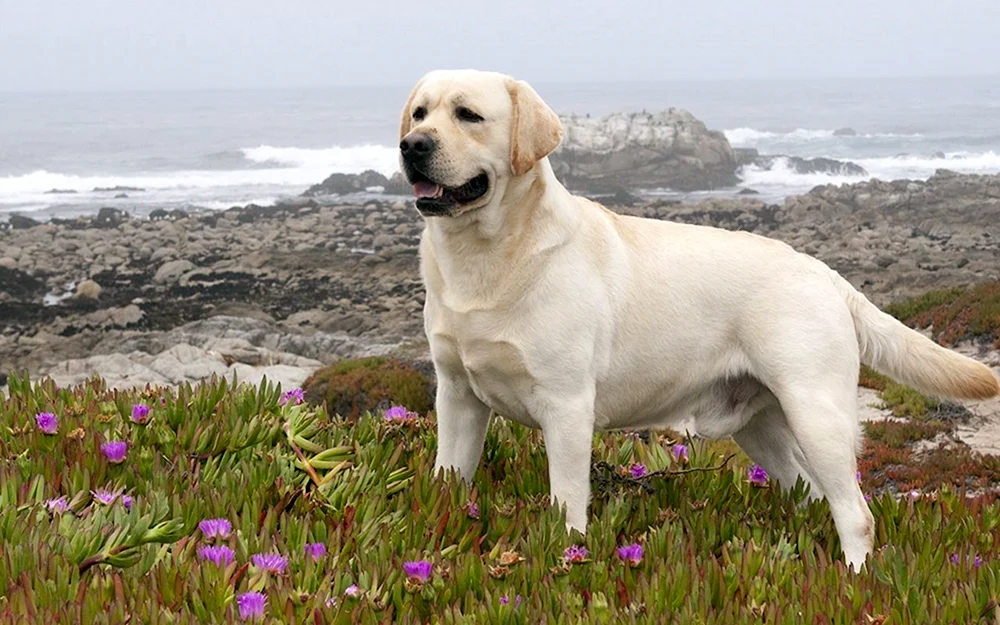 Labrador Retriever