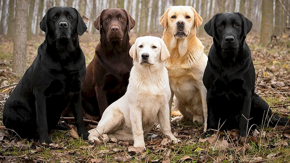 Labrador Retriever