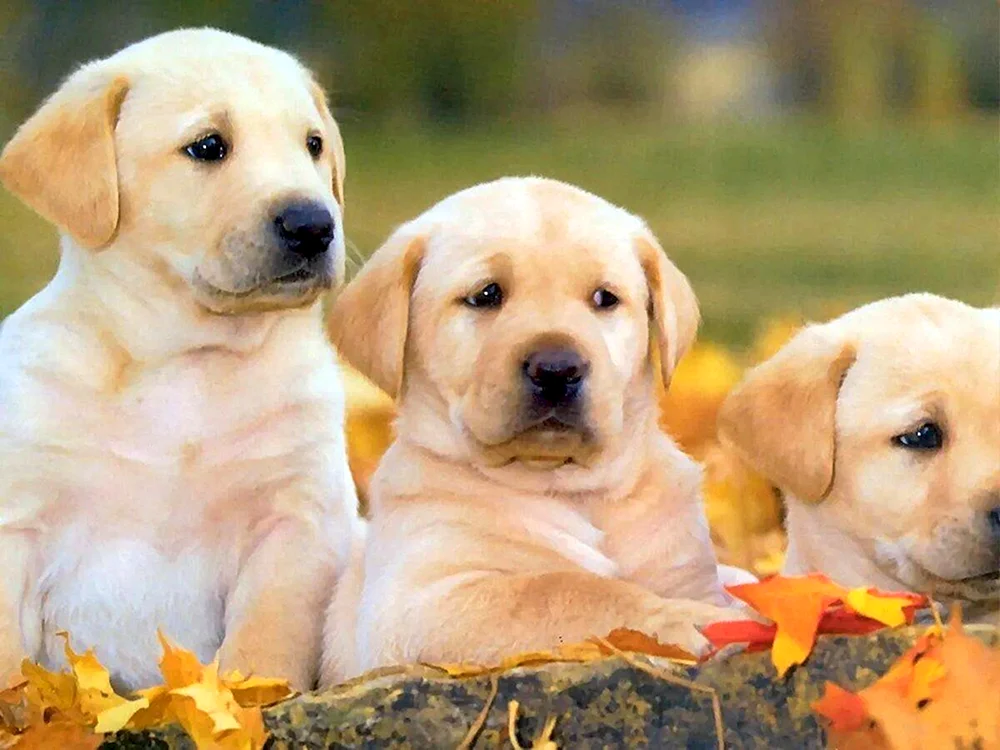 Labrador Retriever