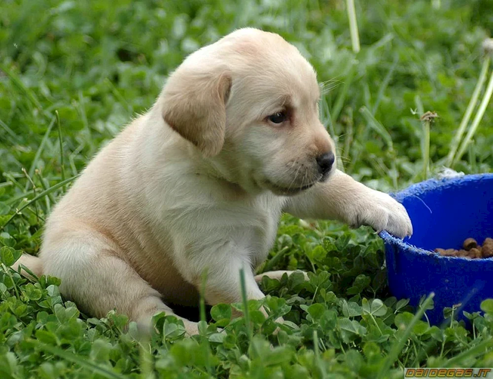 Labrador Retriever