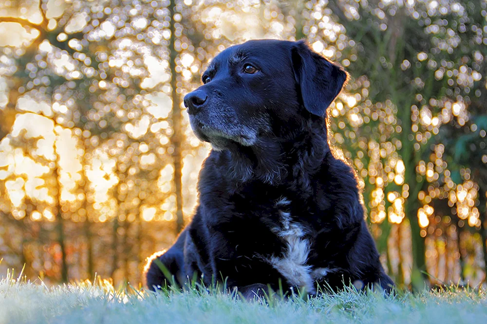 Labrador retriever