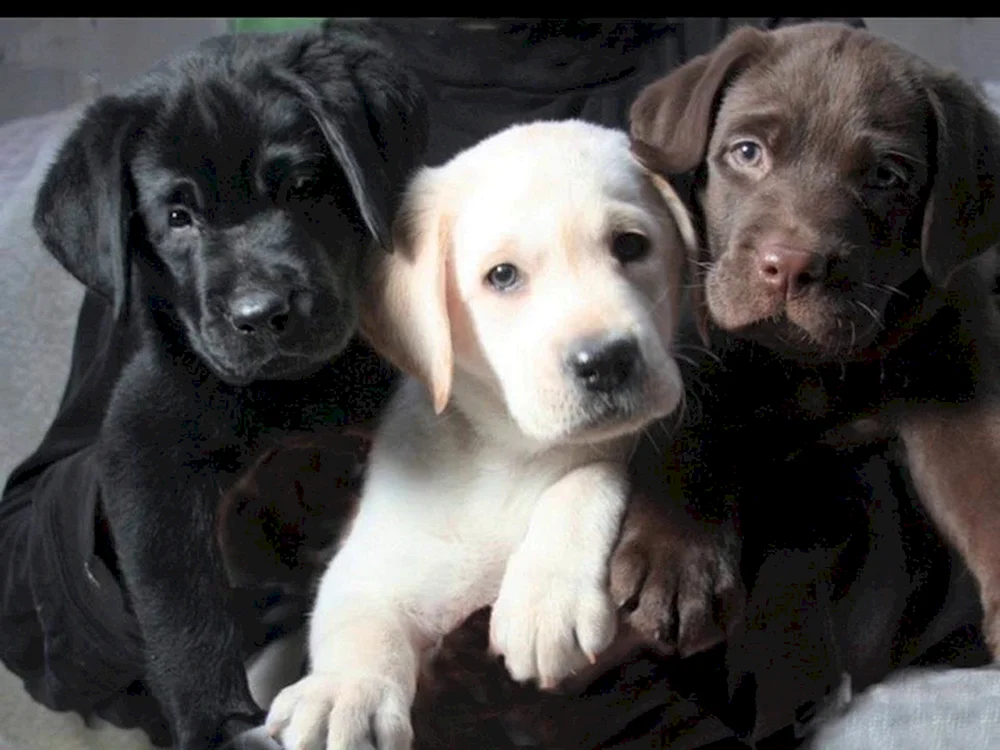Labrador Retriever blass