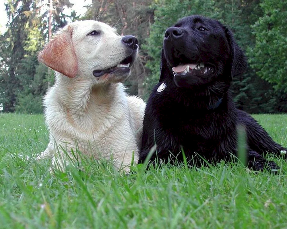 Labrador Retriever