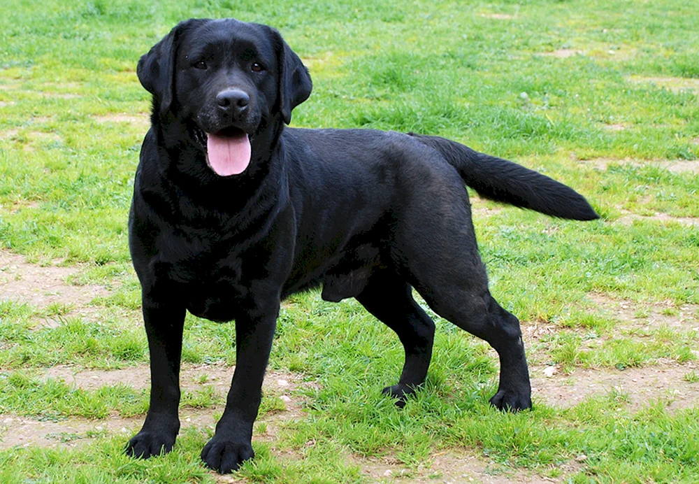 Labrador Retriever