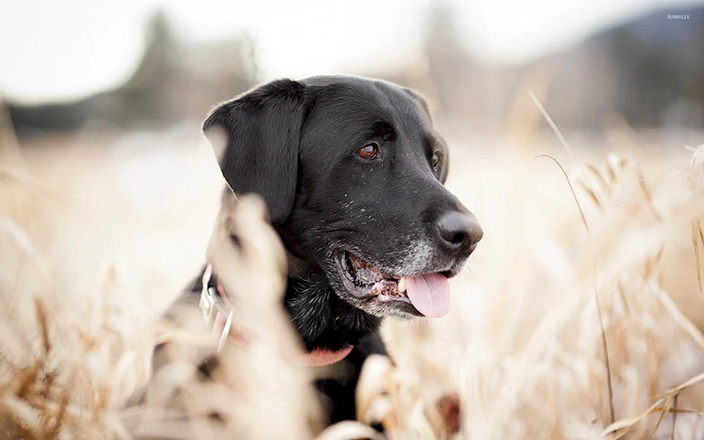 Labrador Peggy