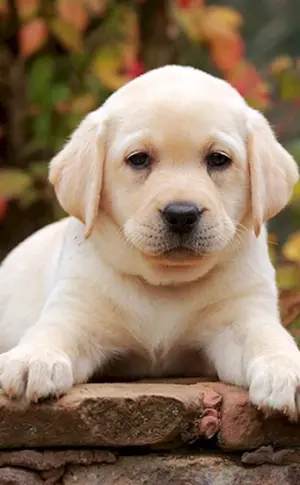Labrador Retriever