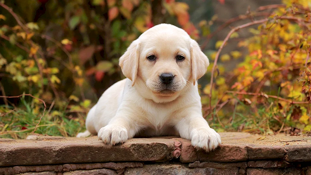 Labrador Retriever