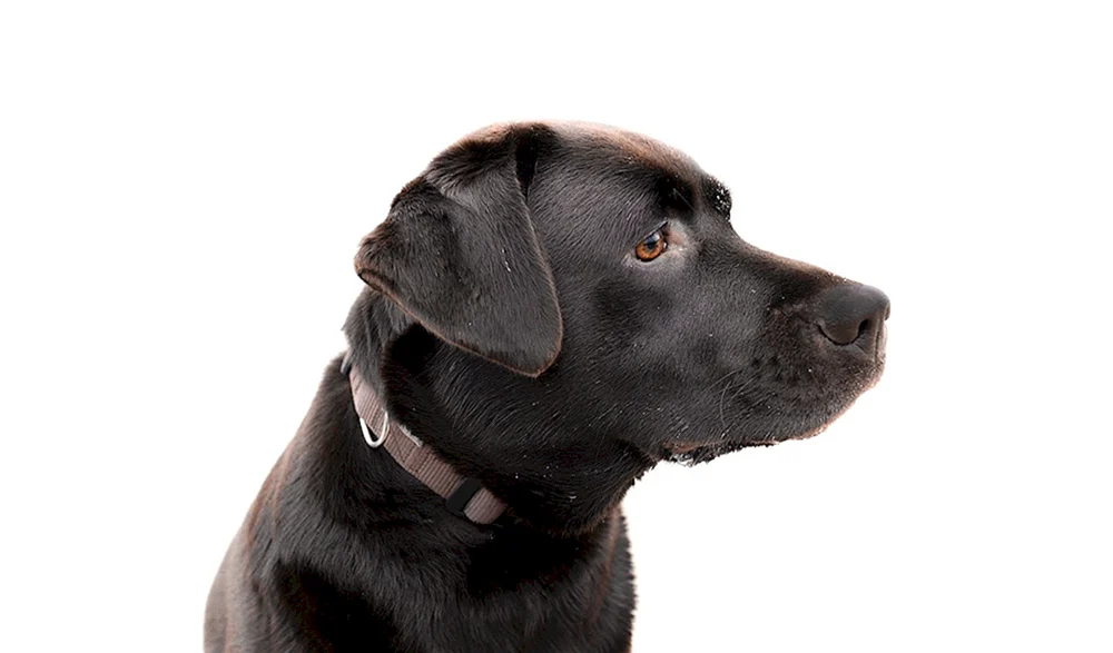 Labrador schwarz Welpe.