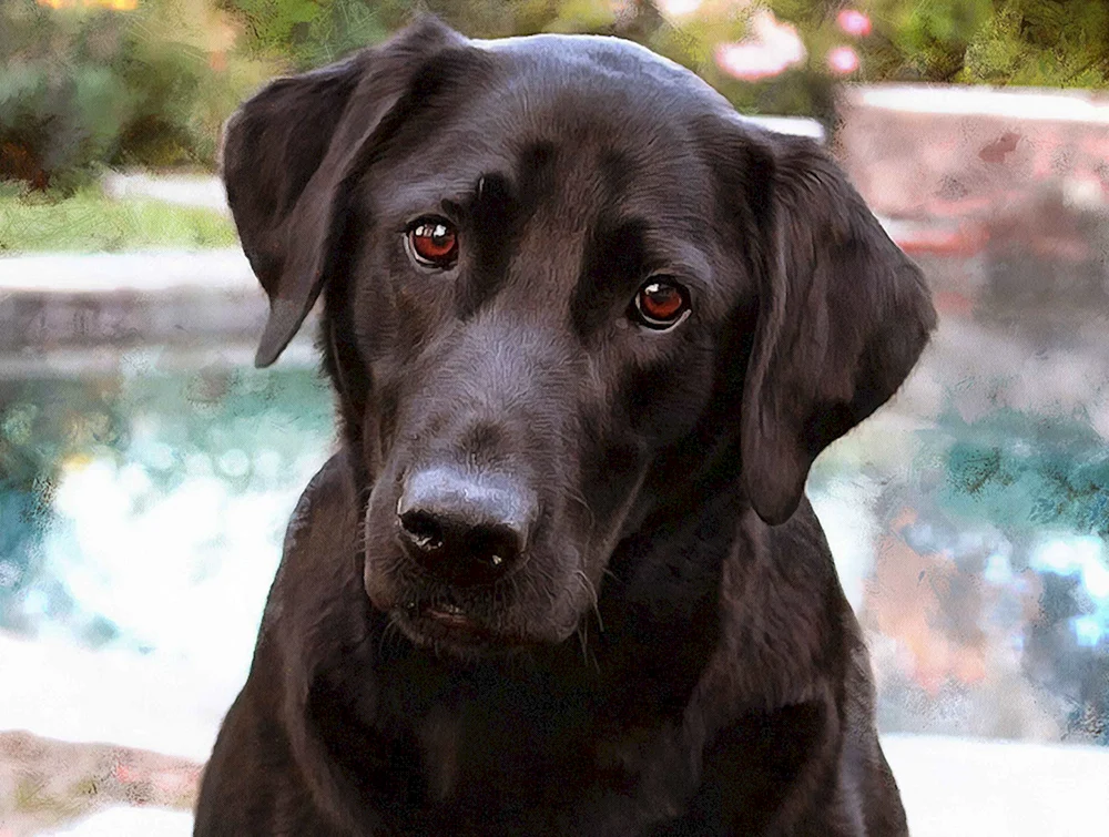 Labrador Retriever
