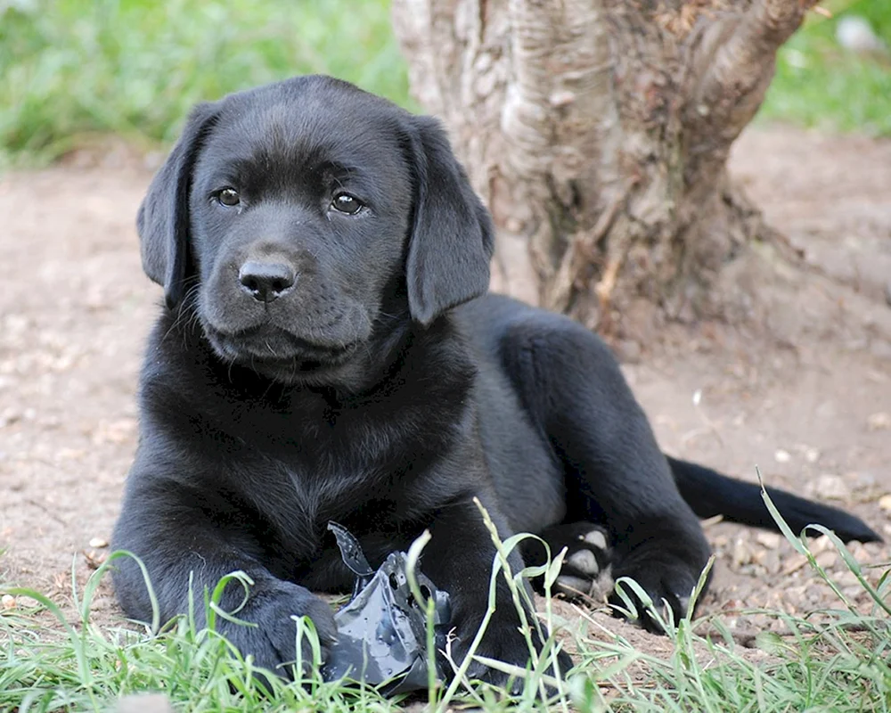 Labrador Retriever