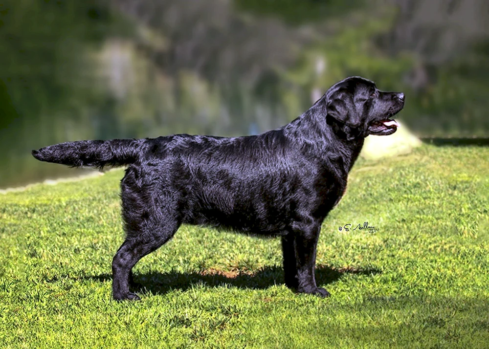 Labrador Retriever schwarz