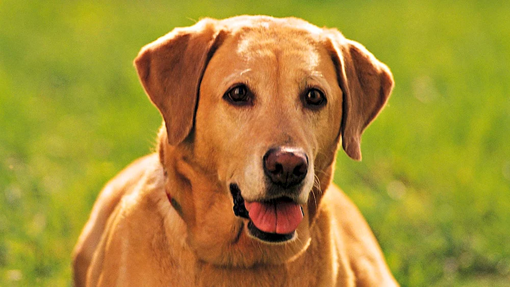 Labrador Retriever