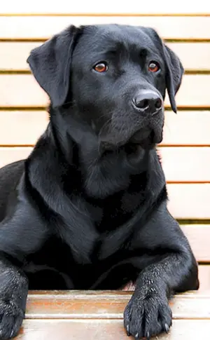 Labrador Retriever