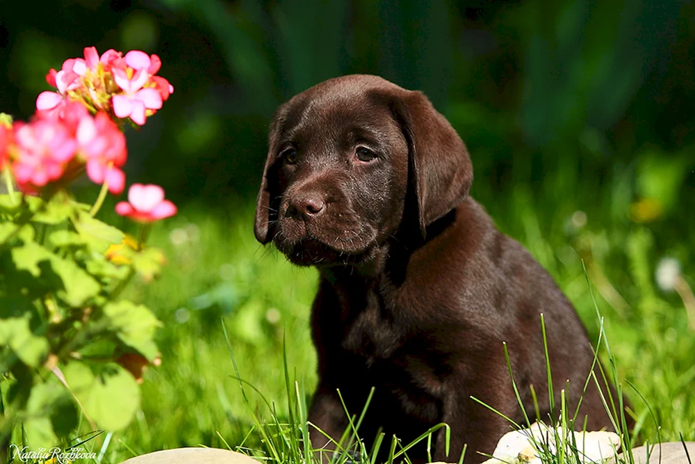 Labrador Retriever