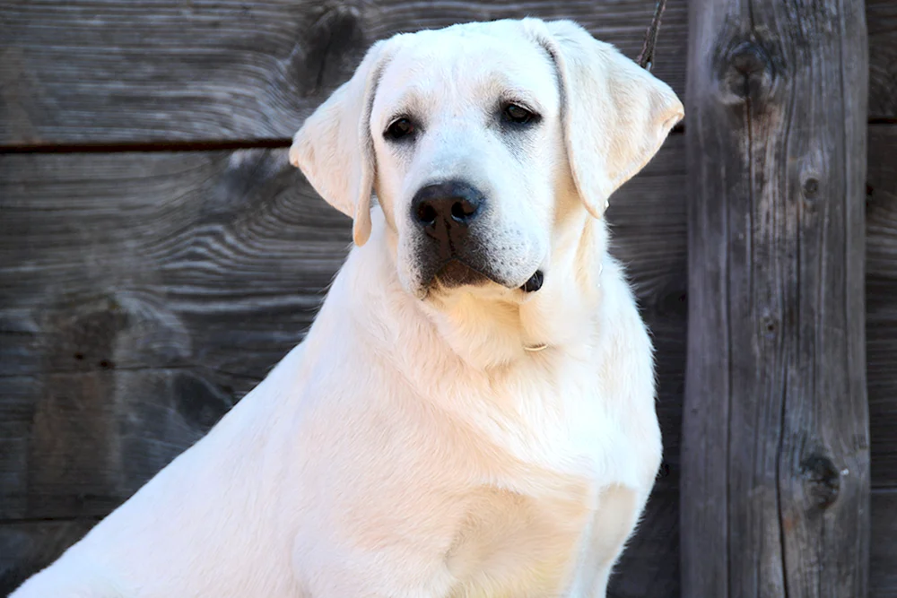 Labrador Retriever
