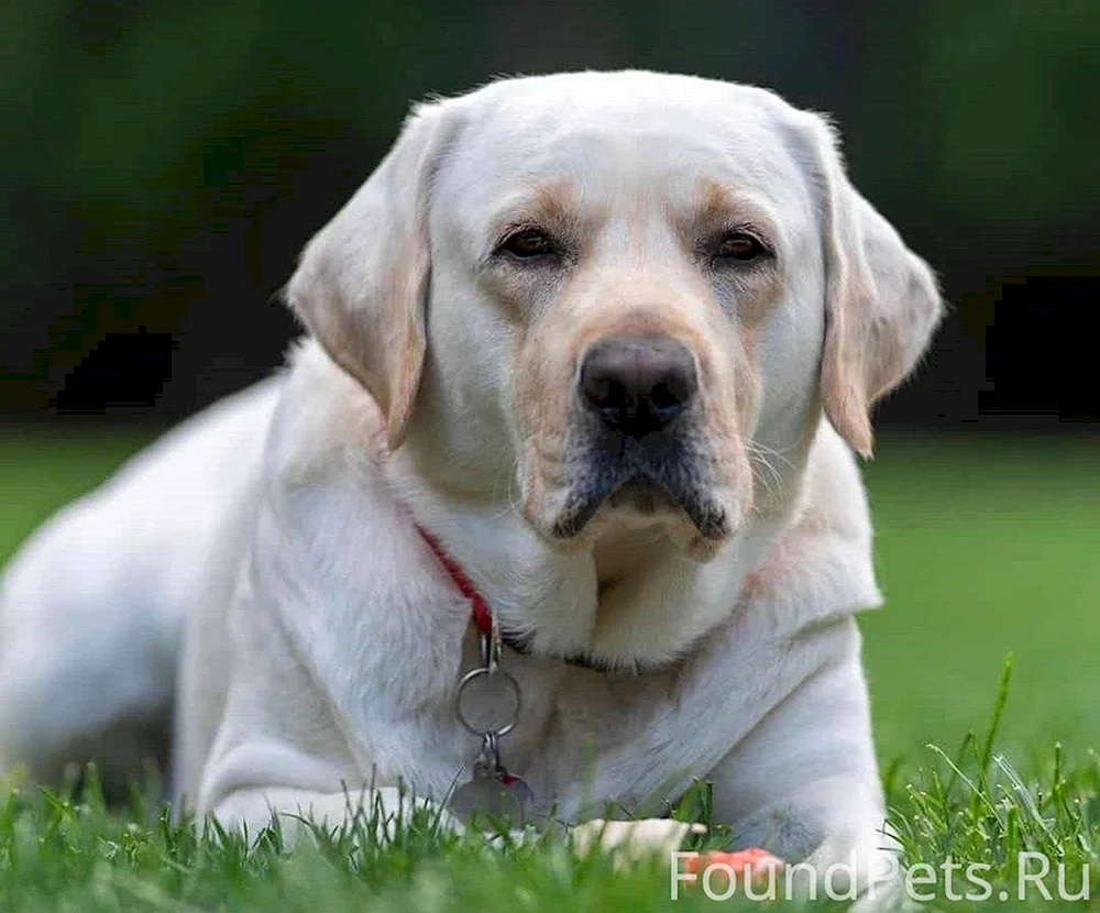 Labrador Retriever
