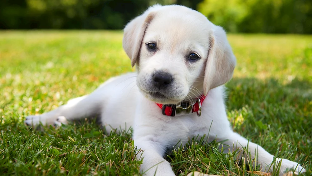 Labrador Retriever Welpe