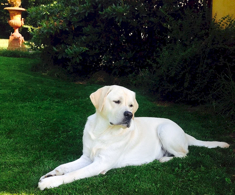 Labrador Retriever weiß
